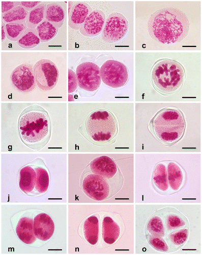 Figure 1. (Color online) Microsporogenesis in Fritillaria stribrnyi stained with acetic-orcein. (a) Microspore mother cells; (b) leptotene; (c) zygotene; (d) pachytene; (e) diplotene; (f) diakinesis; (g) metaphase I; (h) anaphase I; (i) telophase I; (j) dyad; (k) prophase II; (l) metaphase II; (m) anaphase II; (n) telophase II; (o) isobilateral tetrad. Scale bars = 20 μm.