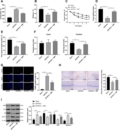 Figure 1 TMP treatment attenuated AD symptoms in APP/PS1 mice. APP/PS1 mice were treated with 20 mg/kg TMP or saline for 30 days. (A–F), for cognition behavior determination, T-shaped maze, MWM and FC tests were performed on each group of mice (N=12). After FC tests, mice were sacrificed and TUNEL staining (G) (N=6), Nissl staining (H) (N=6) and Western blot analysis (I) (N=6) were performed to determine apoptosis, viability and autophagy index. Each symbol represents an individual mouse. Data were analyzed with one-way ANOVA, and Tukey’s multiple comparison test. *p < 0.05, **p < 0.01, ***p < 0.001.