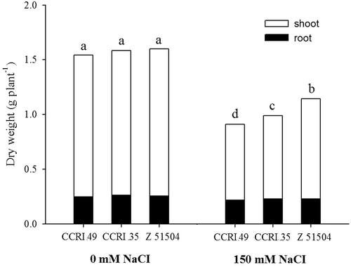 Figure 1. Changes in the seedling dry weight of the cotton cultivars CCRI 49, CCRI 35 and Z 51504 after treatment with sodium chloride (NaCl) for 9 d. The different letters present on the columns indicate significant differences at P < 0.05 between the control and the treatment.