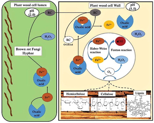 Figure 7. Pictorial representation of brown-rot fungal Fenton’s reaction mechanism differentiating the reaction mechanism in plant wood cell lumen and plant wood cell wall.