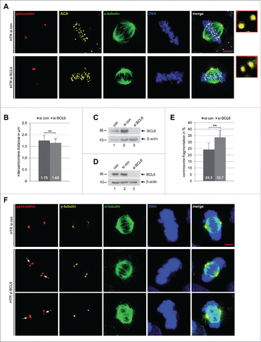 Figure 4. Reduced sister centromere distance and increased centrosome fragmentation upon depletion of BCL6. (A) HTR cells were treated with control siRNA (si con) or siRNA targeting BCL6 (si BCL6) for 48 h and stained for pericentrin, anti-centromere antibody (ACA), α-tubulin and DNA. Representatives are shown. Scale bar: 5 µm. Insets: 10 time amplified ACA staining. (B) The distance of the sister centromere was measured (60 pairs for each condition) and the results are presented as mean ± SD. **p < 0.01. (C) Control Western blot analysis for (A) and (B) with antibody against BCL6. β-actin served as loading control. (D) Control Western blot analysis with antibody against BCL6 for (E) and (F). β-actin served as loading control. (E) HTR cells were treated as in (A) and stained for pericentrin, γ-tubulin, α-tubulin and DNA. The numbers of cells with fragmented centrosome(s) were evaluated (100 metaphase cells for each condition). The results are based on 3 independent experiments and presented as mean ± SEM. **p < 0.01. (F) Examples are shown. White arrows: fragmented centrosomes. Scale bar: 5 µm.