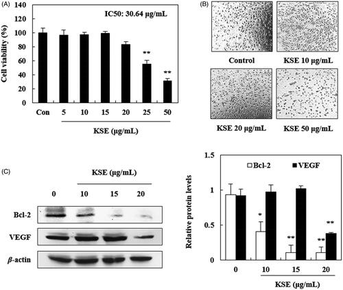 Figure 1. Effects of KSE on proliferation of HUVECs. Cells were treated with KSE for 24 h. (A) Cell growth was determined by SRB assay. (B) After 24 h incubation with KSE, cell morphology was visualized by inverted microscopy (200×). (C) KSE suppressed the expression of Bcl-2 and VEGF. Data values were expressed as mean ± SD of triplicate determinations. Significant differences were compared with the control at *p < 0.05, **p < 0.01 and ***p < 0.001 by one-way ANOVA and Tukey’s multiple comparison.