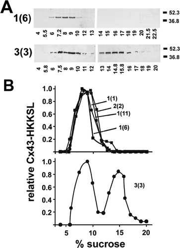 Figure 5. Oligomerization of Cx43-HKKSL expressed by 3(Citation3) cells. HeLa/Cx43-HKKSL cells were harvested, the Triton X-100 soluble fraction was prepared and analyzed by sucrose gradient fractionation as described in Methods. (A) Representative immunoblots showing the sucrose gradient fraction pattern for clone 1(Citation6) and 3(Citation3) HeLa/Cx43-HKKSL cells. The percent sucrose content of the fractions are denoted below each individual lane, molecular mass markers are indicated to the right. (B) Densitometric analysis of immunoblots obtained from sucrose gradient fractionated Cx43-HKKSL expressed by clones 1(Citation1), 1(Citation6), 1(Citation11), 2(Citation2) (top), and clone 3(Citation3) cells (bottom). In contrast to the other clones, only the 3(Citation3) clone of HeLa/Cx43-HKKSL cells showed a significant Cx43-HKKSL hexamer peak centered at ∼ 15% sucrose.