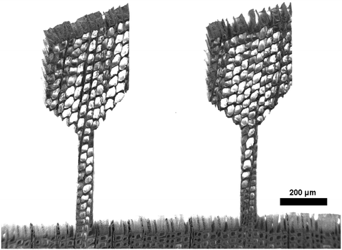 Figure 4. SEM micrograph of two samples prepared with the femtosecond laser from a RT-section with the radial direction parallel to the tensile axis.