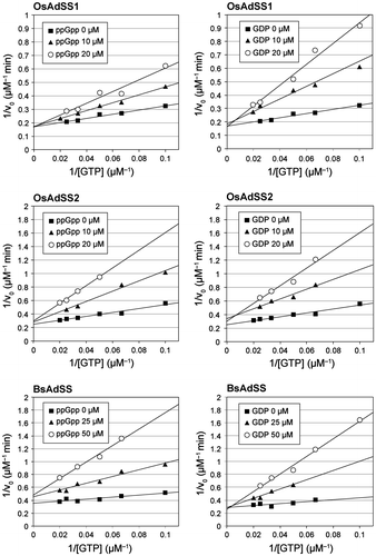 Fig. 2. Lineweaver–Burk plots for recombinant AdSS proteins.Notes: The activity of each AdSS protein (100 nM) was measured as described. The initial velocity of the reaction, Vo, was calculated from the slope of the linear portion at different concentrations of ppGpp/GDP (0–50 μM) over a range of GTP (10–50 μM).