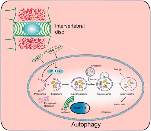 Figure 1. Autophagy induction and execution in disc cells. Under different stresses and following rapamycin treatment, disc cells produce a double-membrane structure termed as a phagophore, which engulfs dysfunctional organelles and proteins. As the vesicle elongates, the phagophore becomes the autophagosome, which fuses with the lysosome, producing the autolysosome and degrading the sequestered contents with proteolytic enzymes.