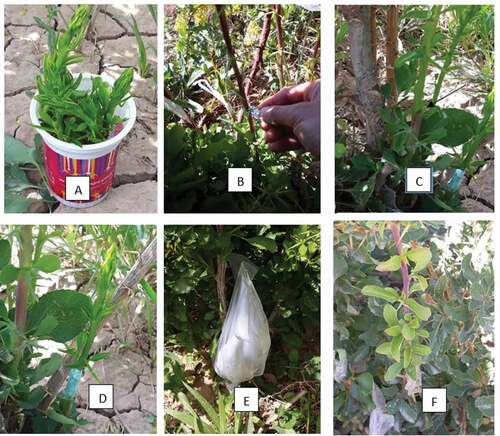 Figure 3. The Green cleft grafting stages. A: Fresh scions from seedless barberry cultivars, B: Cutting current sucker for grafting, C: Grafting the scion on the rootstock, D: Tying with grafting tape, E: Bagging the scions using polythene bags, F: Growth of scions after two months