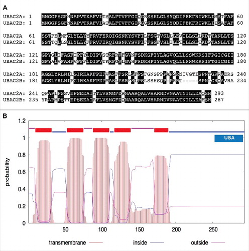 Figure 7. Protein sequences and structures of UBAC2. The amino acid sequence of UBAC2A was compared with that of UBAC2B (A). Amino acid residues identical between the 2 compared proteins are in black background. The transmembrane helices and orientation in the UBAC2A protein were predicted using the TMHMM method based on a hidden Markov model (http://www.cbs.dtu.dk/services/TMHMM-2.0/) (B). A ubiquitin-association domain (UBA) at the C-terminal region of UBAC2A is also indicated. The size of the protein is indicated by the number of amino acid residues shown at the bottom.