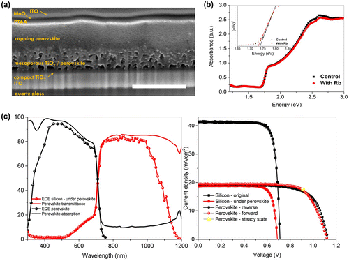 Figure 3. (a) Cross-sectional scanning electron microscopy (SEM) image of the semi-transparent cell; the scale bar is 500 nm. (b) Absorption spectra of Rb-doped and Rb-free perovskite and (c) External quantum efficiency (EQE) of the semi-transparent perovskite cell and filtered silicon cell put together with the absorption and transmittance of the semi-transparent perovskite cell.