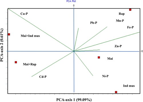 Figure 6. Relationship between heavy metals and phytoextraction efficiency based on PCA, at different patterns; Mai: Maize, Ind mus: Indian mustard, Rap: Rapeseed, Mai + Ind mus: Maize and Indian mustard, Mai + Rap: Maize and Rapeseed.