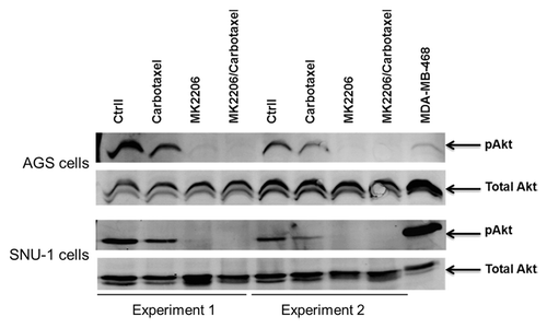 Figure 2. Effect of MK-2206 with and without chemotherapy on the PI3K pathways. Gastric cells were treated with carboplatinum/paclitaxel in the presence or absence of MK-2206. Cell lysates were prepared, and the levels of Akt and pAkt, were determined by western blot probed with the indicated antibodies. MDA-MB 468 cell lines were used as positive control.