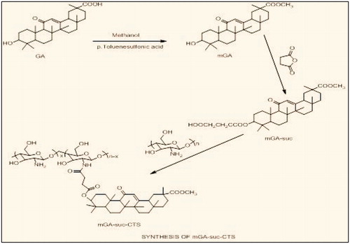 Figure 2. Synthesis of mGA-suc-CTS.