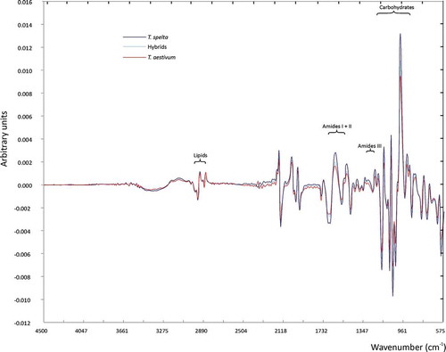 FIGURE 2 First derivative of FTIR-ATR spectra for the grain of hybrids and their parental forms. The ranges for lipids, amides I, II, and III, and carbohydrates follow Nauman et al.[Citation14]