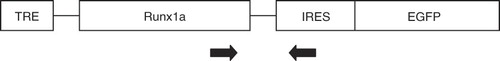 Figure 1.  Genotyping strategy. The forward primer is located in human Runx1a, the reverse primer binds to the IRES sequence.