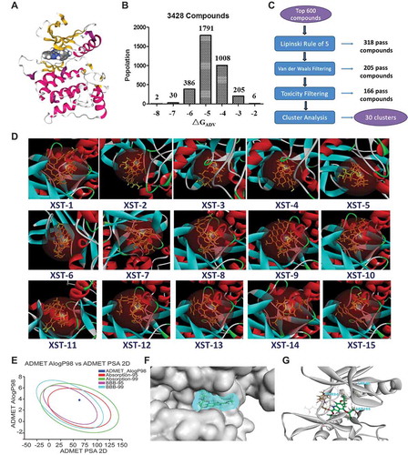 Figure 3. Structure-based virtual screening for the discovery of ULK1 inhibitors. (A) The overall structure of ULK1. The key features are the phosphorylated threonine in the activation loop, the inhibitor, and the interlobe loop. (B) Results from virtual screening (using AutoDock Vina) of a compound library of our group and the National Cancer Institute Diversity Set 2 against ULK1. The bars represent the numbers of the diversity set compounds with predicted free energies of binding in the indicated 1 kcal/mol bins. (C) Workflow for candidate drug compound selection. (D) Surface view of the 15 selected compounds bound to ULK1. The compound is shown in yellow. (E) Toxicity and pharmacokinetics of XST-14 (as an example) according to ADMET Alog98, Absorption-95, Absorption-99, BBB-95, and BBB-99. (F) Surface view of XST-14 (as an example) bound to ULK1. The compound is shown in blue with a spherical rendering. (G) Close-up view of XST-14 bound to ULK1. The electron density is from a Fo − Fc difference map contoured at 3σ. The key residues that contact the inhibitor are labeled. XST-14 is shown in green.