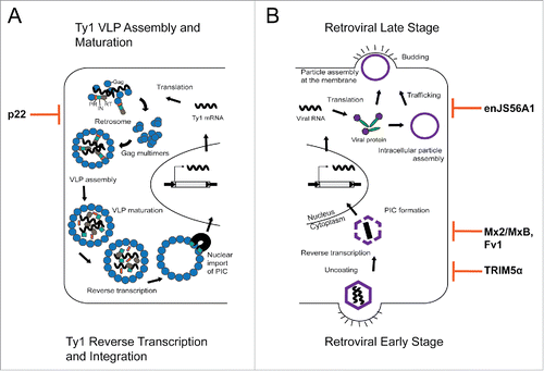 Figure 1. Comparison of Ty1 versus retrovirus replication and restriction. (A) Ty1 replication begins with transcription of the element in the host genome. Ty1 mRNA is exported from the nucleus and is translated to form Ty1 proteins, Gag and Gag-Pol. Ty1 mRNA and proteins form cytoplasmic foci called retrosomes, in which Gag multimerization and VLP assembly occur. These stages are similar to the late stages of retroviral infection and are most sensitive to restriction by p22. After assembly, Ty1 VLPs undergo maturation via Ty1 protease. Packaged Ty1 mRNA is reverse transcribed to form Ty1 cDNA. Ty1 cDNA and at least Ty1 integrase form the preintegration complex (PIC). The Ty1 PIC is imported into the nucleus via a nuclear localization signal within integrase and is integrated into the host genome. (B) Late stage replication begins when an integrated provirus is transcribed and viral RNA is translated into viral proteins. Immature virus particles can assemble in the cytoplasm or at the plasma membrane before budding out of the cell. The sheep restriction factor enJS56A1 acts in the late stage, where it blocks effective trafficking of JSRV viral particles to the plasma membrane. Virus particle maturation occurs extracellularly and early stage infection begins with binding and entry of the mature virion into the host cell. The capsid core is released into the cytoplasm and undergoes uncoating and reverse transcription. The PIC is formed prior to nuclear entry and integration. Several known restriction factors block early stage retroviral replication by binding to the incoming capsid core. TRIM5α inhibits uncoating prior to reverse transcription, while Mx2/MxB and Fv1 inhibit a step post reverse transcription but prior to integration.