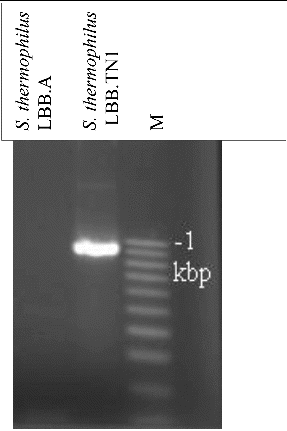 Figure 3. Amplification product obtained with primers specific for the membrane proteinase prtS gene in S. thermophilus strain LBB.TN1 against a negative control culture S. thermophilus LBB.A. M- 100 bp ladder DNA size marker.