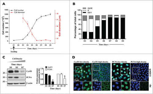 Figure 2. Characterization of mCCDcl1 cell proliferation. Cells were seeded at day 1 (D1) as described in Materials and Methods and various parameters of cell proliferation were examined over time (D1 - D9). (A) Cell number was estimated by trypsinizing and counting cells with a hemocytometer. Cell diameter was estimated by ImageJ analysis of images taken prior to cell trypsinization. Data is represented as fold increase of cell number (black squares) and cell area (red squares) over values obtained 3 d (D3, for cell number analysis) and 6 d (D6, for cell area analysis) after seeding. (B) Cell cycle analysis by flow cytometry. Data shown is representative of one of 3 similar experiments. (C) Western blot of whole-cell CycD1 and PCNA. β-actin was used as a loading control. Quantification of data, shown at right, is represented as fold difference of protein expression over values obtained at D3 and is expressed as the mean ± SEM of 3 independent experiments. (D) Confocal z-stacks of CycD1 (green, left panels) and PCNA (green, right panels) depicting their nuclear expression in low (D3) and high (D7) density cells. Enlarged single-plane (sp) images of Hoechst (blue) or immunofluorescence staining of cells outlined by a white rectangle are also shown below. One of 3 similar experiments is shown. Bar, 15 μm.