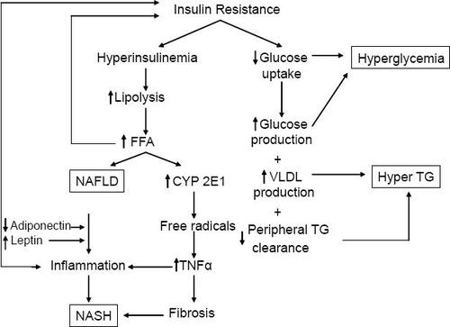 Figure 2 Unifying concept of the pathogenesis of NAFLD. ROS = reactive oxygen species, TG = triglycerides, VLDL = very low density lipoprotein, CYP = cytochrome P450.