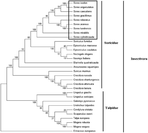 Figure 1. Phylogenetic tree generated using the maximum parsimony method based on complete mitochondrial genomes. Crocidura lasiura (KR007669), Crocidura shantungensis (JX968507), Crocidura attenuata (KP120863), Crocidura russula (AY769264), Episoriculus macrurus (KU246040), Episoriculus caudatus (KM503097), Neomys fodiens (KM092492), Nectogale elegans (KC503902), Anourosorex squamipes (KJ545899), Blarinella quadraticauda (KJ131179), Suncus murinus (KJ920198), Soriculus fumidus (AF348081), Sorex araneus (KT210896), Sorex cylindricauda (KF696672), Sorex unguiculatus (AB061527), Sorex tundrensis (KM067275), Sorex caecutiens (MF374796), Sorex roboratus (KY930906), Sorex isodon (MG983792), Sorex gracillimus (MF426913), Sorex mirabilis (MF438265), Talpa europaea (Y19192), Urotrichus talpoides (AB099483), Uropsilus soricipes (JQ658979), Uropsilus gracilis (KM379136), Mogera wogura (AB099482), Mogera robusta (KT934322), Condylura cristata (KU144678), Galemys pyrenaicus (AY833419), Scapanulus oweni (KM506754), and Erinaceus europaeus (NC002080).