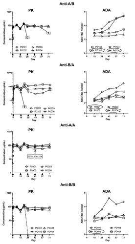 Figure 4. Negative impact of the ADA response on exposure of the administrated antibodies. Administered antibody concentrations (left graphs) and ADA titers (right graphs) in animals administered anti-A/B, anti-B/A, or anti-B/B treated animals. For animals administered anti-A/A, the single animal with a detectable ADA titer at one time point only is indicated on the antibody concentration PK graph. Arrows on x axes of each PK plot indicated antibody injections. A dotted line indicates that the concentration of injected antibody was undetectable in the next sample. Animals with reduced injected antibody concentration are indicated with ovals in the ADA titer graphs and the symbols are similarly highlighted in the concentration graphs