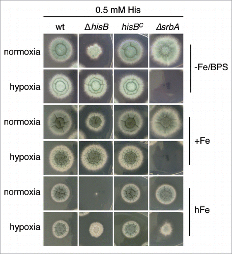 Figure 4. Hypoxia decreases histidine requirement of ΔhisB. Fungal strains were point-inoculated on minimal medium reflecting iron starvation (-Fe/BPS, containing 100 µM of the ferrous iron-specific chelator bathophenanthroline disulfonate), iron sufficiency (+Fe, 30 µM FeSO4), and iron excess (hFe, 5 mM FeSO4) and incubated at 37°C for 48 h in normoxic and hypoxic conditions, respectively. As a control for hypoxia, we included a mutant deficient in the transcription factor SrbA, ΔsrbA, which is essential for growth during hypoxic conditions unless supplemented with high iron concentrations. Citation50 Supplementation with 5 mM histidine resulted in wt-like growth of ΔhisB and did not affect the growth of ΔsrbA (data not shown).