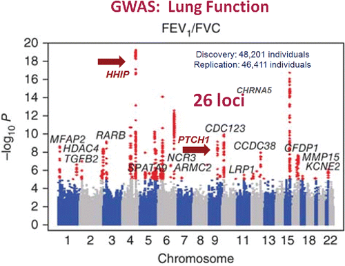 Figure 6. A Manhattan plot for a large GWAS of lung function. A total of 26 loci achieved genome-wide significance for association with FEV1% predicted and/or FEV1/FVC%. Data for FEV1/FVC% are shown. Most genes were not a priori candidates for low lung function. Two genes, HHIP and PTCH1 are indicated with arrows and are in the hedgehog signaling pathway. See text for more discussion of these genes. Reprinted by permission from Macmillan Publishers Ltd: Soler Artigas M, Loth DW, Wain LV, et al. Genome-wide association and large-scale follow up identifies 16 new loci influencing lung function. Nat Genet. 2011 Sep 25;43(11):1082–1090.