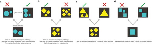 Figure 2. Examples of trials in which bees could not employ the rules of ‘choose the most similar stimulus’ (a–b), ‘choose the lowest quantity’ (c), or ‘choose the highest quantity’ (d). Stimuli were never shown to a bee more than once in training, and in testing stimuli were of a novel shape and pattern, thus bees could not use associative mechanisms to solve the task.