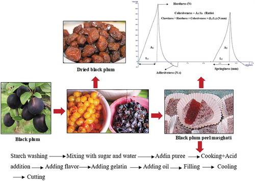 Figure 1. Black plum and plum peel, masghti production process and an example of TPA curve of black plum peel Masghati