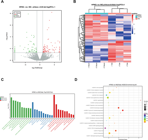 Figure 4 The DE lncRNAs were analyzed based on the RNA sequencing data in HPMG and MG. (A) Volcano plot and (B) heatmap of DE lncRNAs between HPMG and MG (log2FC >1 and P<0.05). (C) Top 30 GO terms from the genes enrichment analysis and (D) top 20 significant KEGG pathways between HPMG and MG.