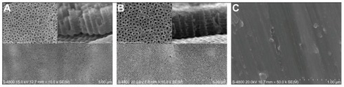 Figure 1 Scanning electron microscope images of (A) 20 V voltage nanotubular anodized titanium under low magnification and high magnification, and nanotubular anodized titanium cross-sections; (B) 25 V voltage nanotubular anodized titanium under low magnification and high magnification, and nanotubular anodized titanium cross-sections; and (C) unmodified titanium.