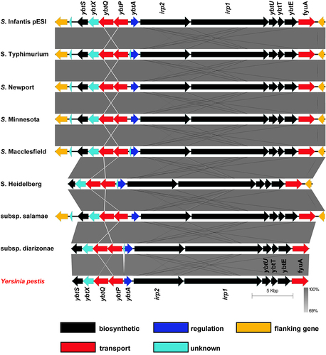 Figure 1. The distribution and genetic organization of the yersiniabactin cluster among S. enterica subspecies and serovars. DNA sequence and gene organization of the yersiniabactin locus in S. Infantis pESI (accession number CP047882) was compared to its homologous regions in plasmid pSC-31-2 of S. Typhimurium var. 5 (accession number: CP028316), plasmid pCFSAN024415 of S. Newport (accession number: CP074336), plasmid pSA18578_2 of S. Minnesota (accession number: CP080515), unnamed plasmid of S. Macclesfield (accession number: CP022118), plasmid p3 of S. Heidelberg (accession number: CP031362), plasmid pCFSAN001016 of S. enterica subsp. salamae (accession number: CP074595), the chromosome of S. enterica subsp. diarizonae (accession number: CP023345), and the HPI region in Yersinia pestis strain SCPM-O-B-5942 (accession number: CP045258). Genetic comparison and graphical illustration of the yersiniabactin genes was prepared using the EasyFig tool (https://mjsull.Github.io/Easyfig/). The degree of sequence similarity was computed by BLAST and is shown by shades of gray. Yersiniabactin biosynthetic genes are colored in black, transport genes in red, regulatory gene in blue and genes with unknown function are illustrated in turquoise. The genes flanking the integration site of the ybt cluster are shown in yellow. Supplementary information indicating the degree of identity between the Salmonella Ybt proteins and their homologs in Y. pestis is provided in Table S3.