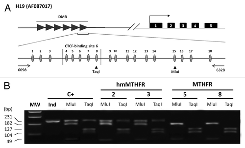 Figure 1. Methylation status of the H19 imprinted gene in hmMTHFR and MTHFR semen DNA samples from infertile males. (A)Genomic structure of H19 locus and the GenBank accession number. Upper line: filled-in boxes and horizontal arrow indicate gene exons and orientation, respectively; filled-in horizontal arrows represent H19 DMR region and the white box represents the DMR sequence which was analyzed in this study. Lower line: DMR sequence includes 18 CpG islands (the CTCF-binding site 6 region from 4 to 8 CpG island is also shown). The horizontal arrows represent the primers. Vertical arrowheads indicate the unique bisulfite-PCR restriction enzyme sites, which were analyzed with Mlu I and Taq I. (B) Overall methylation status of H19 detected by COBRA assay in sperm from hmMTHFR and MTHFR semen DNA samples and in the control leukocyte DNA. The same bisulfite-treated DNA amplified by PCR and used for cloning and sequencing, was digested with Mlu I and Taq I restriction enzymes, which were cut only if the restriction site was methylated. Cases 2 and 3 from hmMTHFR semen samples show the unmethylated band with both Mlu I and Taq I enzyme digestion. MW, Molecular weight; C+, human leukocyte DNA.