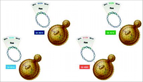 Figure 1. GI-4000 Series: Four different strains: GI-4014, -4015, -4016, -4020 of heat-inactivated S. Cerevisiae; each express a mutated Ras fusion protein. The mutations of RAS represent the most common mutations found in solid tumors via genotype analysis.Each strain bares a fusion protein that is inclusive of 3 different RAS mutation combinations; 2 of the mutations are found on codon 61 and the other on codon 12. (http://meetinglibrary.asco.org/content/40075?format=posterImg) – Permission required.
