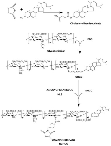 Figure 1 Synthetic scheme of NCHGC.Abbreviations: EDC, 1-ethyl-3-(3-dimethylaminopropyl)-carbodiimide hydrochloride; CHGC, cholesterol-modified glycol chitosan; SMCC, N-succinimidyl 4-(maleimidomethyl) cyclohexane carboxylate; NCHGC, nuclear localization signal-conjugated cholesterol-modified glycol chitosan; NLS, nuclear localization signal.