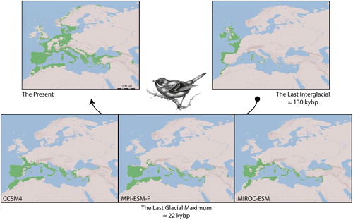 Figure 2. Ecological niche model showing the geographical distribution of the subalpine warbler complex under the Present (Pre., 1950–2000) and the reconstructed past (the Last Glacial Maximum, 22 KYBP; and the Last Interglacial, 130 KYBP) bioclimatic conditions.