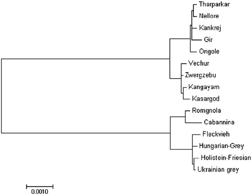 Figure 1. Phylogenetic analysis of cattle, based on the complete mitochondrial DNA sequence. Phylogenetic relationship between mtDNA sequences of Indian cattle and other available cattle mitogenomes were analyzed using maximum-likelihood method. Accession numbers of other breeds used as follows: Zwergzebu AF492350, Nellore NC005971, Holstein-Friesian DQ124418, Ukrainian Grey GQ129208, Hungarian Grey GQ129207, Fleckvieh AF492351, Romgnola FJ971080, and Cabannina EU177867.