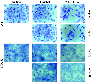Figure 2. Morphological changes in A549 and MDCKII cells after 24-h treatment with methanol (Me) and chloroform (Chl) extracts from in vivo and in vitro propagated Lamium album L. plants.