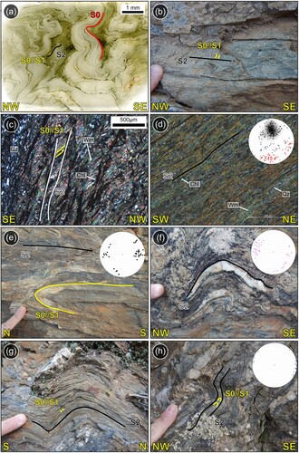 Figure 2. Outcrop and microscale view of the main structural features. The structural equal-areal projections (lower hemisphere) of the S2 poles and L2 (d), A2 (e), A3 (f) and A4 (h) axes are shown. (a) Microscopic evidence of S2 gradational crenulation cleavage. S0 bedding and S1 foliation, parallel to S0, are also present. (b, c) S2 spaced foliation at both meso- and microscale (XPL: crossed-polarized light). In the thin section, S1 is marked by Wm + Chl. (d) Fine continuous S2 foliation is defined by Wm + Chl (XPL). (e) F2 fold, deforming the S0//S1 foliation in metasedimentary rocks belonging to the BU. (f,g) F3 folds, deforming the S2 foliation in metasedimentary rocks belonging to the MSU. No clear S3 axial-plane foliation in the F3 hinge zone is recognizable. (h) Late open folds (F4) with sub-horizontal axes and axial planes deforming S2 spaced foliation.