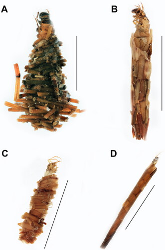 Figure 1. Caddisfly larvae (Trichoptera) with cases containing Crassula helmsii (Kirk), Citation1899, Cockayne fragments: (a) Limnephilus flavicornis (Fabricius, Citation1787), with case composed of stem fragments; (b) Limnephilus lunatus Curtis, Citation1834, with case composed of leaves; (c) Oecetis furva (Rambur, Citation1842), with case comprising a mixture of leaves and stem fragments; (d) Triaenodes bicolor (Curtis, Citation1834), with case containing leaves. Scale bars = 2 cm.