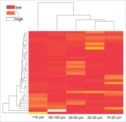 Figure 3. Heatmap based on unsupervised clustering encompassing randomly selected single fields from all 36 patients. Color code indicates clustering of patients according to their relative T cell densities within single distance classes.