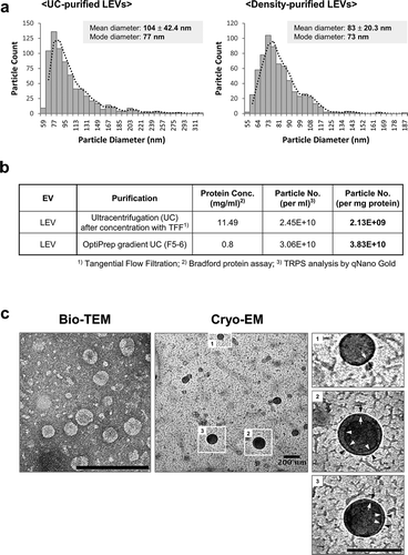 Figure 1. Purification of EVs from L. plantarum APsulloc. (a) TRPS analysis of ultracentrifugation (UC)- or OptiPrep density UC (Density)-purified LEVs. The purification of LEVs using two UC methods was performed a minimum of three times and representative TRPS results are shown for each method. (b) Protein concentration and particle numbers of purified LEVs. Conc., concentration; No., number. (c) Bio-TEM and cryo-EM image analyses of density-purified LEVs. The outlined LEV images are enlarged and the lipid bilayer indicated by black and white arrows. Black and white arrowheads indicate the potential double membrane of the vesicles. Scale bars, 200 nm.