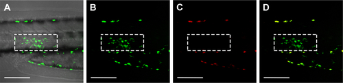 Figure S2 Detection of the Kaede fluorescent protein expressed in zebrafish macrophages at 3 hours post-intramuscular injection of PBS into a 3-day-old transgenic zebrafish larva (mpeg 1: Kaede). The Kaede fluorescent protein may undergo an irreversible photoconversion from green to red fluorescence upon UV illumination (350–400 nm), depending on the exposure time and energy levels. (A) Merged image of the bright field and green channel image; (B) green channel image; (C) red channel image; (D) merged image of (B) and (C). The white dashed boxes indicate the location of the Kaede protein expressing macrophages in the muscle tissue area of injection. After illumination, no red signal was detected in these macrophages in the red channel (C), indicating that no color conversion of Kaede from green to red occurred under the setting used in the present study. Although the pigment cells of these zebrafish embryos show autofluorescence both in green and in red (fluorescence detected outside of the white dashed box in B–D), they mainly lined up at the border of the embryo trunk. They were not motile and not present in the area of injection. Therefore, the autofluorescence of pigment cells did not influence the recording of the macrophage responses in muscle tissue. Scale bars represent 100 μm.Abbreviations: PBS, phosphate buffered saline; UV, ultra violet.