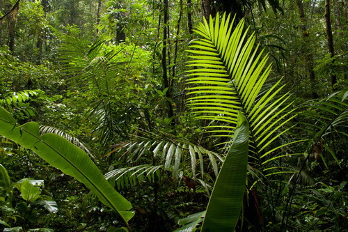 Figure 2. Typical forest understory at the Pararé site with Astrocaryum paramaca palms.