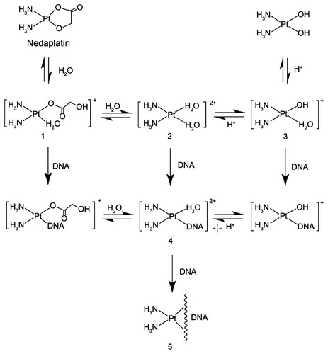 Figure 2 Postulated pathway for hydrolysis and DNA binding of nedaplatin.