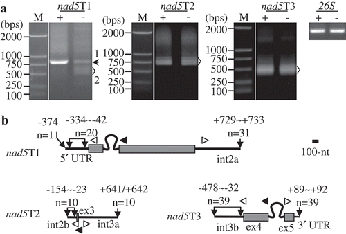 Figure 5. Mapping of nad5 precursors. (A) Gel separation of nad15T1, nad5T2, and nad5T3 cRT-PCR products. + and -: samples treated and non-treated by RNA 5′-polyphosphatase, respectively. The two samples were normalized by amplification of 26S rRNA (26S) using outward-facing primers. The bands as indicated were sequenced by cloning into vectors. M: DNA molecular marker. (B) Transcript termini of nad15T1, nad5T2, and nad5T3 deduced from cRT-PCR clones. Exons are shown as gray boxes, and 5′ and 3′ termini as bold lines. Positions of 5′ and 3′ ends in respect to the neighboring exons, and numbers of clones obtained at those positions are indicated. Positions of primers used for reverse transcription and PCR amplification are indicated by closed and open arrows, respectively. ex and int: exon and intron, respectively. Scale bar = 100 nts.