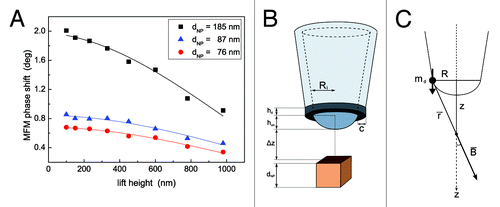 Figure 5. (A) MFM phase shift as a function of lift height for three different agglomerates of the MNPs used to load niosomes. Experimental values of MFM phase shift in correspondence of MNPs agglomerates with different dNP (symbols) have been fitted using the model in EquationEq. (11) (solid lines). (B) Proposed model for the tip described as magnetized ring while the MNP is assumed as a cube. (C) Sketch of the out of axis magnetic dipole producing a magnetic field on the z axis.