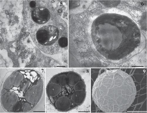 Figs 5–9. Electron microscopy of the Mychonastes endosymbiont of L. baicalensis. 5, 6. Transmission electron micrographs of cross-sections from microalgal endosymbionts within amoebocytes obtained from the L. baicalensis sponge (Fig. 5) and within amoebocytes isolated from primmorph culture of the same sponge (Fig. 6). 7, 8. Transmission electron microscopy of endosymbiotic algae isolated from primmorphs of L. baicalensis after 6 months’ cultivation: individual cells on NBW (Fig. 7) and on 1.5% Bacto-agar (Fig. 8). Abbreviations: N, – nucleus, M – mitochondrion; S – starch grains, C – chloroplast, L – lipid globule. 9. A single symbiont cell, SEM, showing the characteristic rib-like ornamentation on the cell wall and polysaccharide-like threads. Scale bars = 1 µm.