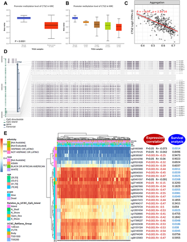 Figure 6 DNA methylation analysis of the CTSZ gene in ccRCC patients. (A) CTSZ promoter methylation level between ccRCC and normal tissue. (B) CTSZ promoter methylation profile based on ccRCC tumor grade. (C) Correlation between CTSZ expression level and methylation in ccRCC. (D) The correlation between CTSZ expression in ccRCC and the methylation status of different sites. (E) Waterfall plot of potential methylation probes targeting the CTSZ gene in ccRCC. The correlations between CTSZ methylation and gene expression level or survival rate were also analyzed. P<0.05 was considered statistically significant and is marked red for expression correlation and blue for survival analysis.