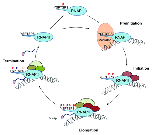 Figure 1. Dynamic CTD phosphorylation patterns during the RNAP II transcription cycle. RNA Polymerase II (RNAP II) with hypophosphorylated CTD forms together with general transcription factors (GTFs) and the Mediator a preinitiation complex (PIC). During initiation, elongation and termination various CTD phosphorylation marks (P) are introduced and erased, successively. These CTD signatures determine the interaction capacity of RNAP II machinery for different transcription- and RNA processing factors (schematically presented by colored ovals).